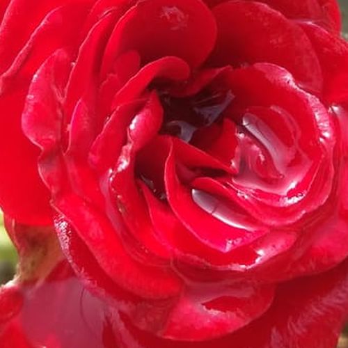 Rosa Festival® - rosa de fragancia discreta - Árbol de Rosas Miniatura - rosal de pie alto - rojo - W. Kordes & Sons- forma de corona compacta - Rosal de árbol con flores pequeñas que florecen abundantemente.